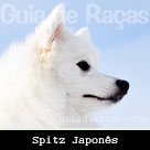 Spitz Japonês