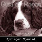 Springer Spaniel Inglês