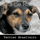 Terrier Brasileiro