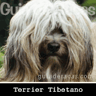 Terrier Tibetano