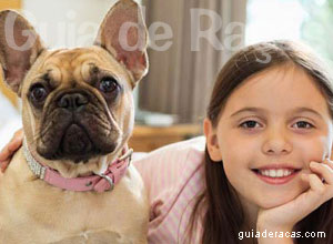 30 raças ideais para apartamento 30 raças ideais