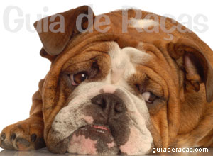 Bulldog Bulldog Inglês