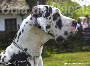 Dogue Alemão Raça Dogue Alemão