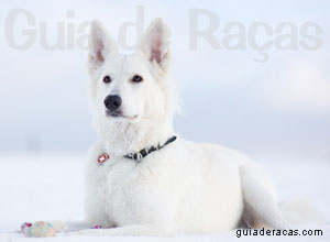 Raça Pastor Branco Suíço Raça Pastor Branco Suíço