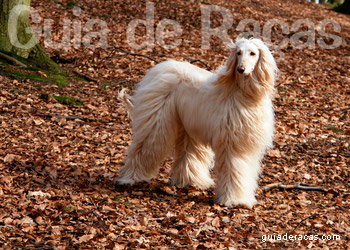 Afghan Hound