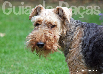 Airedale Terrier
