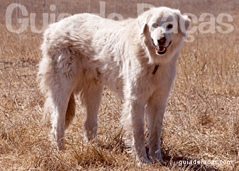 Akbash Dog