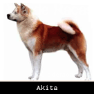 Akita