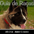 Akita Americano