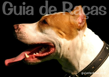 American Pitbull Terrier