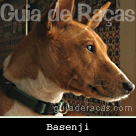 Basenji