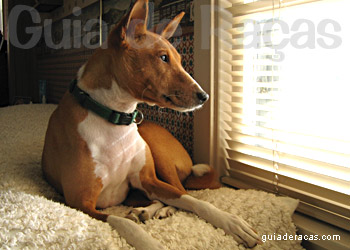 Basenji