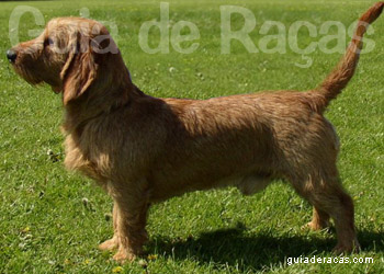 Basset Fulvo da Bretanha