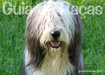 Bearded Collie