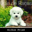 Bichon Frisé