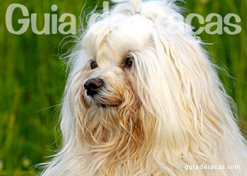 Bichon Havanês