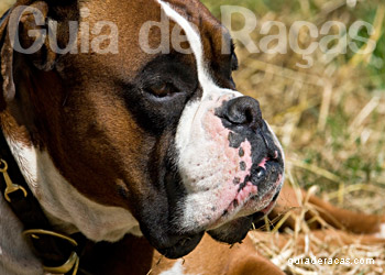 Boxer