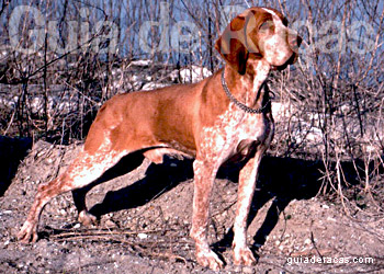 Braco Italiano