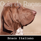 Braco Italiano