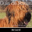 Briard