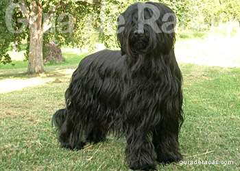 Briard