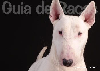 Bull Terrier
