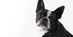 Cachorros - Boston Terrier