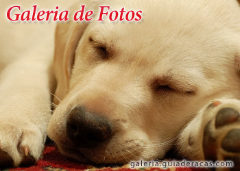 Fotos de Cachorros - Galeria de Fotos