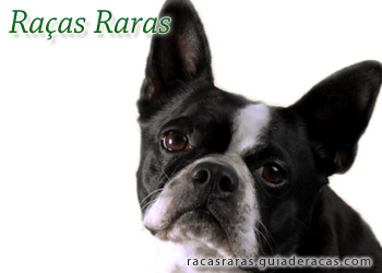 Raças Raras