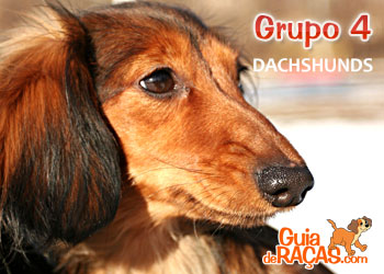 Cães Dachshunds