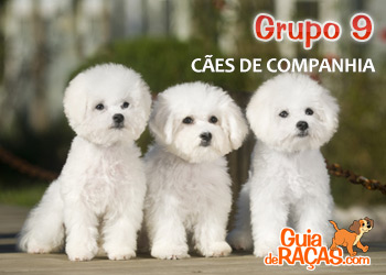 Cães de Companhia