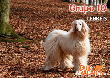 Cães Lebréis Cães Lebréis