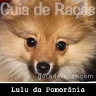 Spitz Alemão