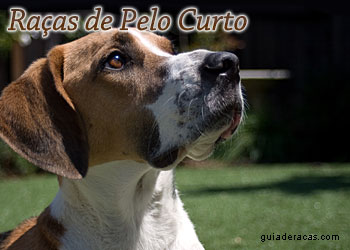 Raças de cachorros de pelo curto