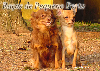 Raças de Cachorros de Pequeno Porte
