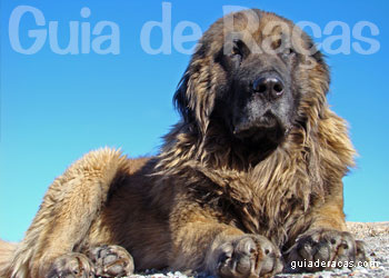 Cão da Serra da Estrela