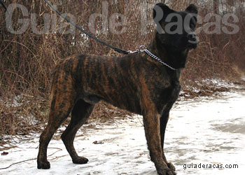 Cão Fila de São Miguel