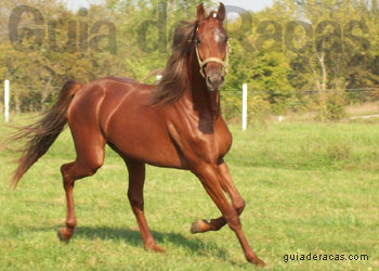 American Saddlebred