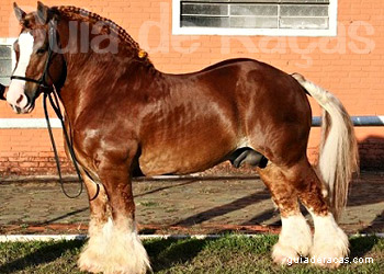Cavalo Bretão