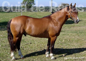 Cavalo Crioulo