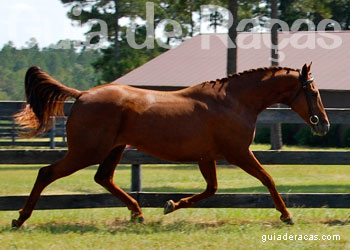 Danish Warmblood