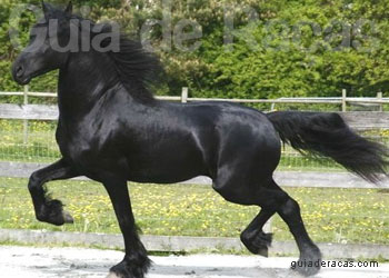 Friesian
