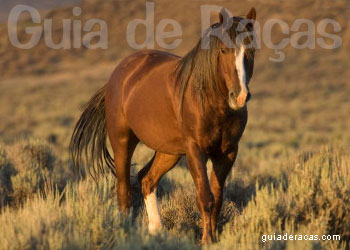 Mustang