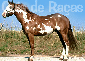 Raça Paint