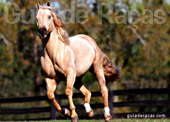 Cavalo Quarto de Milha