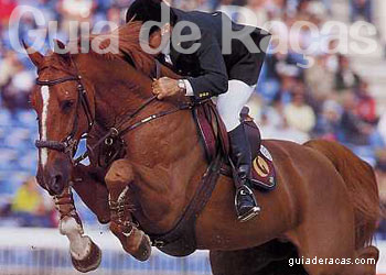 Cavalo de Sela Francesa