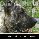 Cimarrón Uruguayo