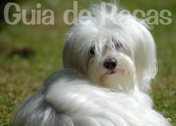 Coton de Tuléar