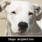 Dogo Argentino