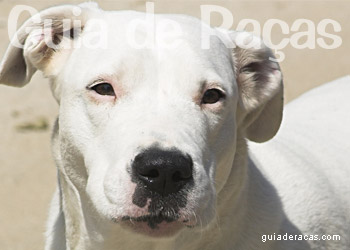 Dogo Argentino